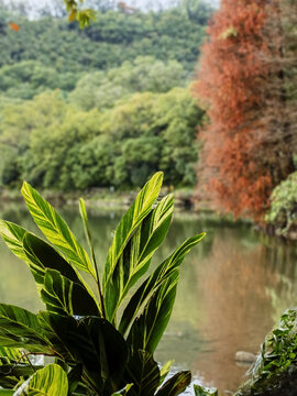 深圳仙湖植物园