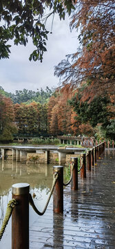 仙湖植物园