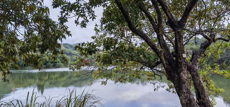 深圳仙湖植物园