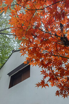 杭州秋天秋景枫叶红了