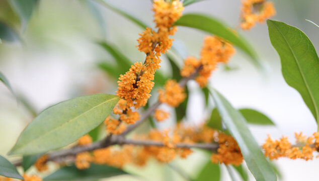 桂花实拍