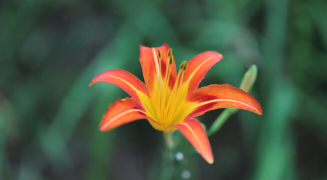 萱草花特写