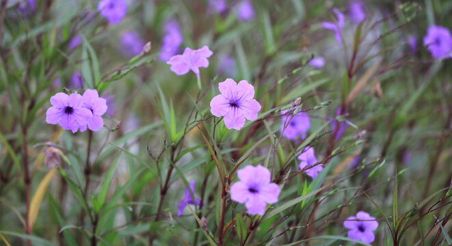 兰花草