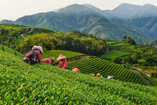 茶山