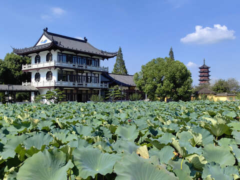 莲泗荡荷塘望湖楼刘公塔