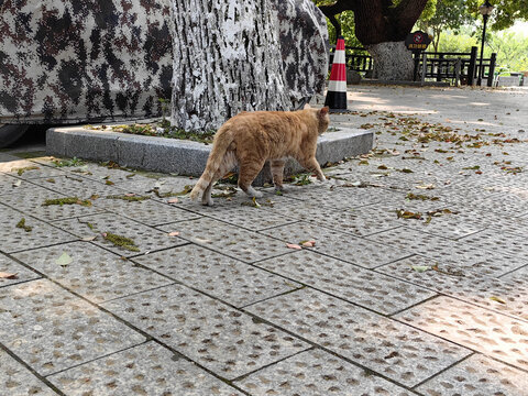 树下的猫