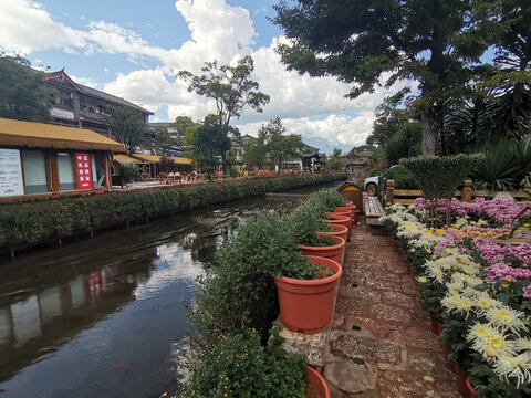 河道花朵