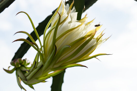 霸王花