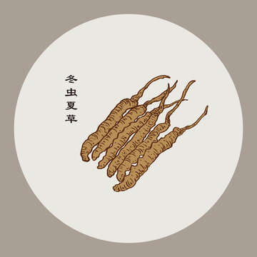 冬蟲夏草
