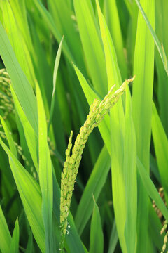农田水稻生长