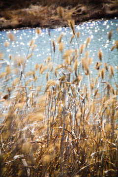 秋天宁静的湖边干枯的毛毛草