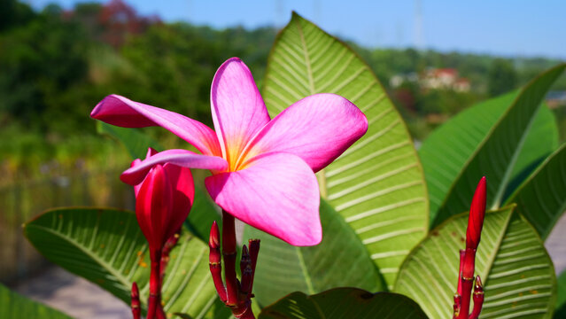 红鸡蛋花