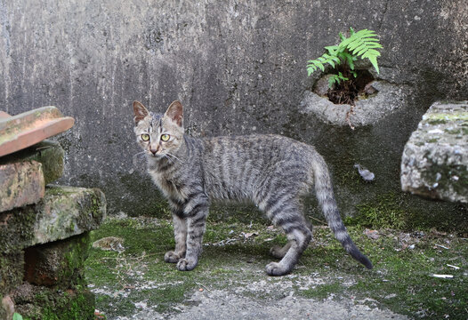 一只狸花猫