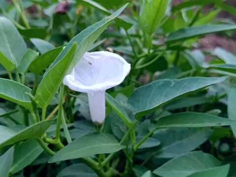 空心菜花