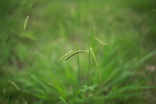 青草小草