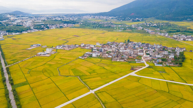 洱源右所稻田航拍