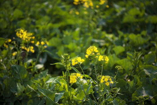 油菜花特写