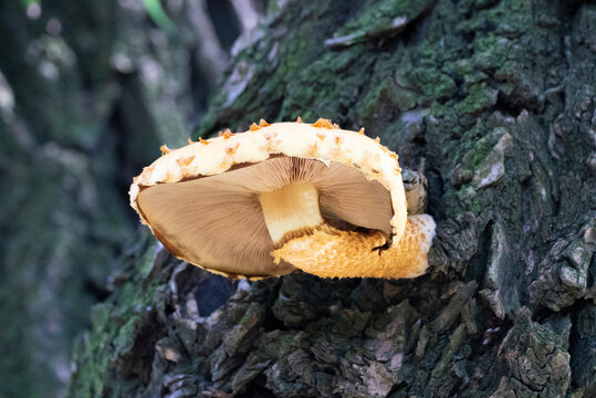 树干上的蘑菇