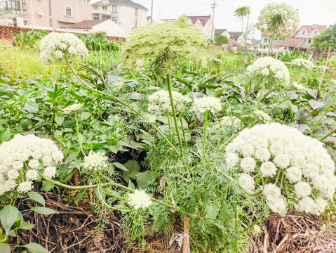 胡萝卜花