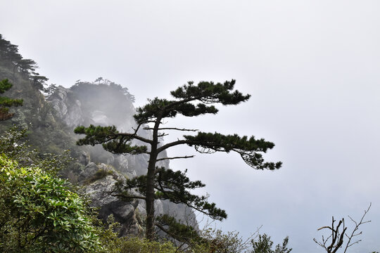 庐山松