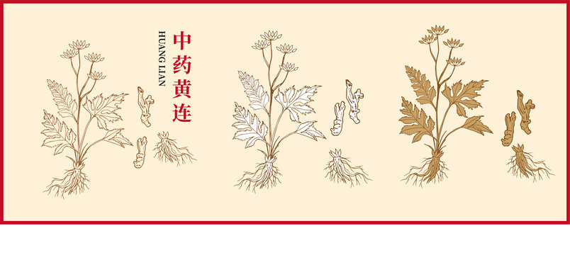中藥黃連