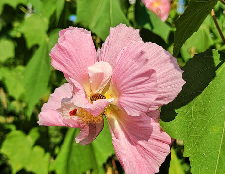 木芙蓉花