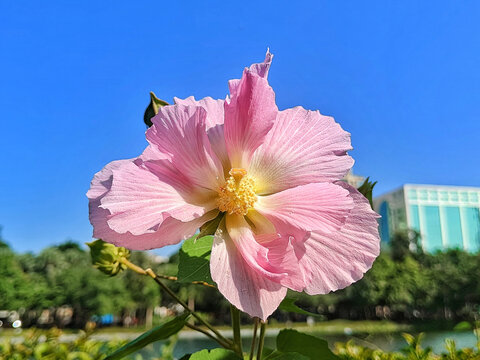 木芙蓉花