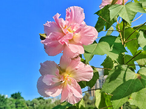 木芙蓉花