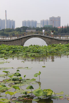 大明湖翠柳屏岛三孔堤桥