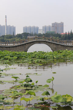 大明湖翠柳屏岛三孔堤桥