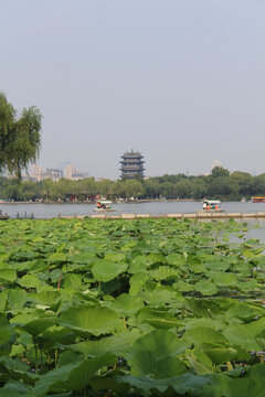 大明湖荷花池