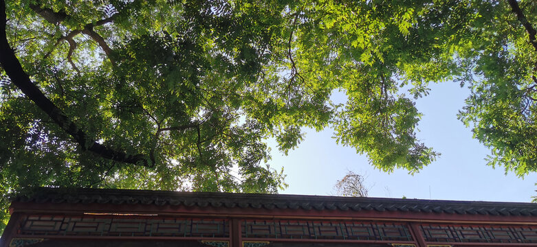绿树与房檐