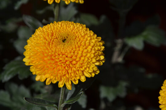 珍稀黄色菊花