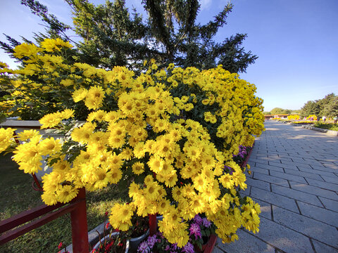 小黄花道路