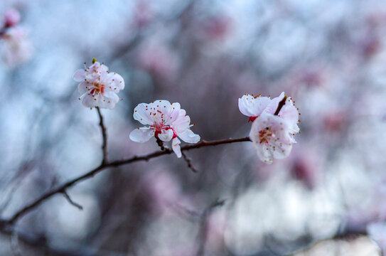 樱花特写