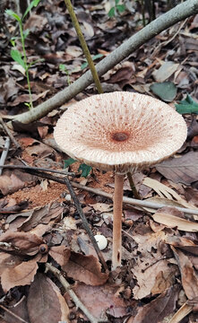 褐色伞蘑菇