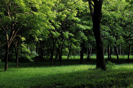 海珠湖阳光洒在树林
