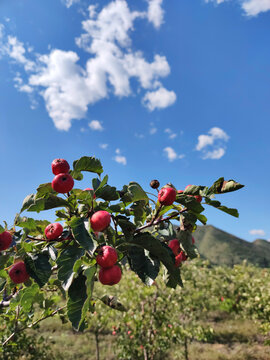 山楂树山楂果