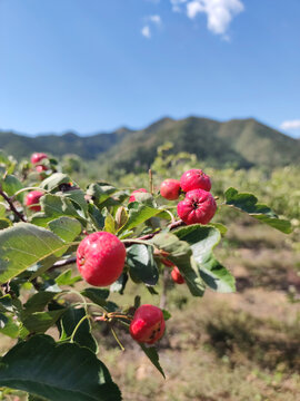 红山楂果实树远山背景