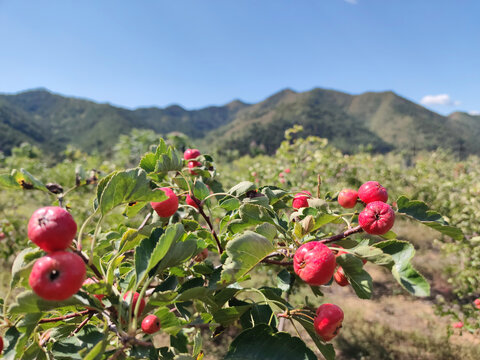 远山背景山楂树