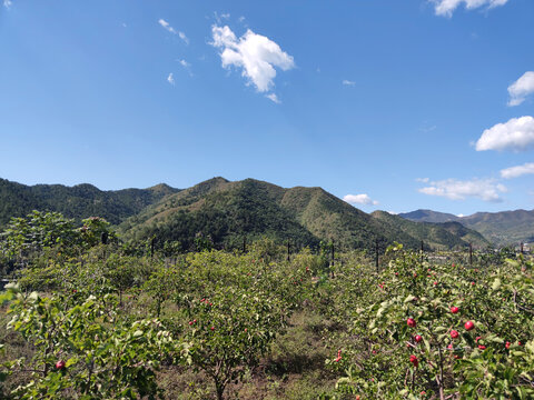 远山背景山楂果园