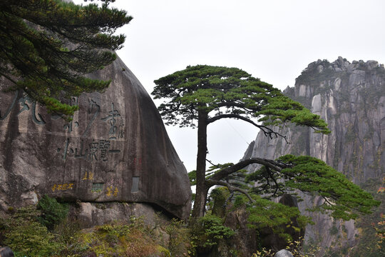 黄山迎客松