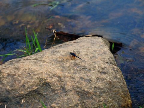 石头上的蜻蜓