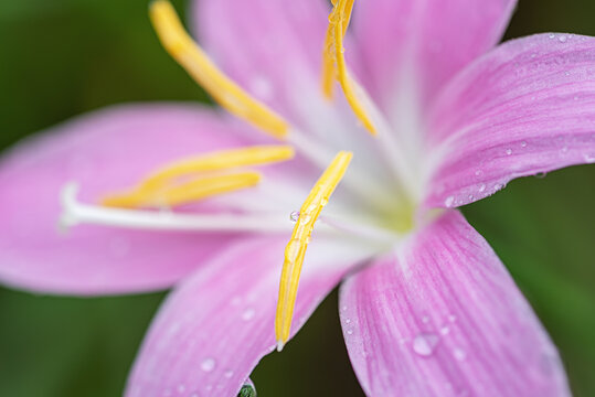 粉红色百合花微距特写