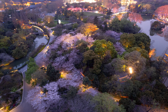 夜晚的梅花