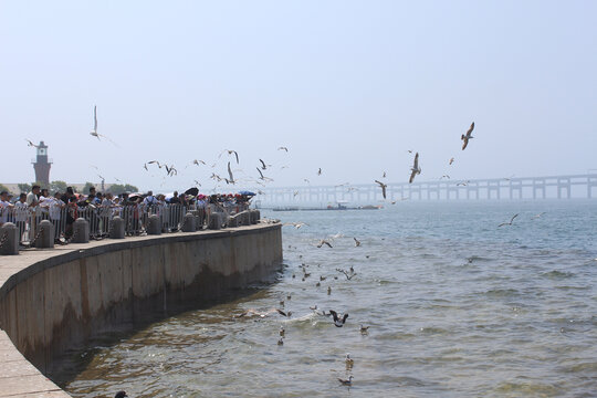 星海广场翱翔的海鸥