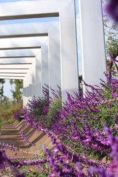 紫绒鼠尾草园林