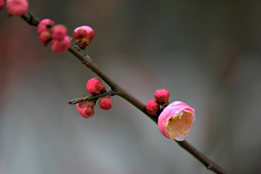 公园里盛开的梅花