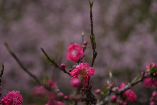 玫红桃花