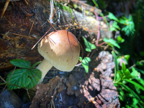 雨林野生蘑菇植物特写